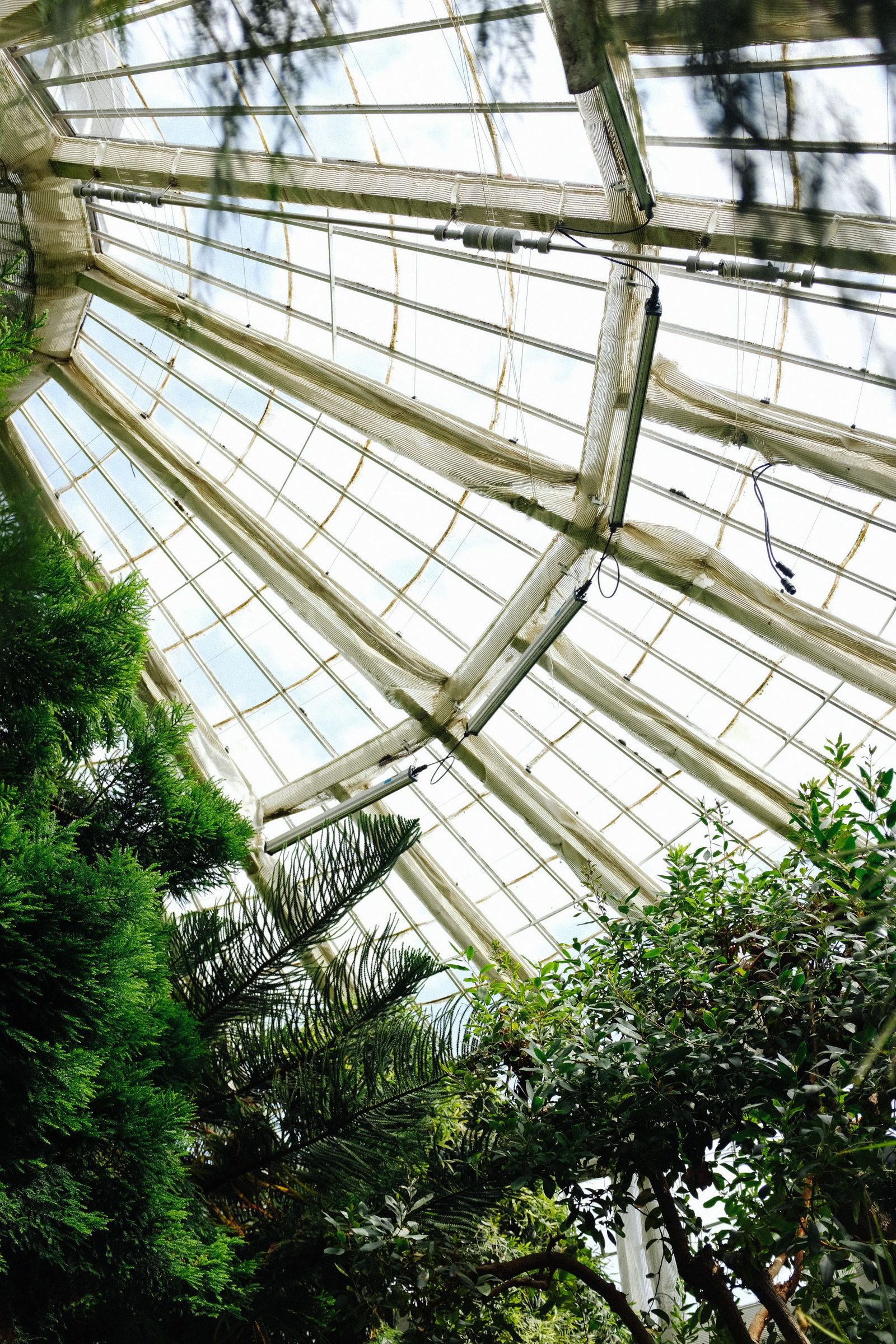 A curved glazed roof with greenery beyond the glass